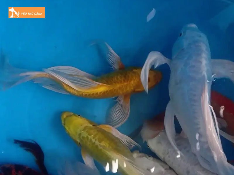 Cach-chon-ca-chep-duoi-phung-cuc-chuan-thucanh