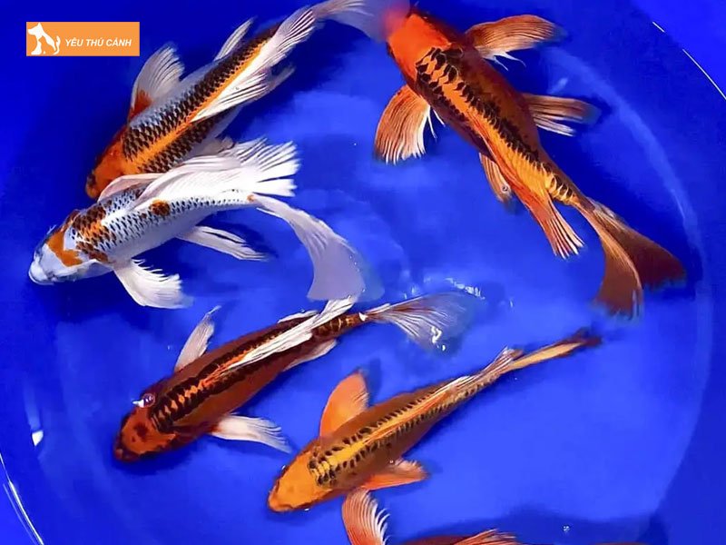 Cach-phan-biet-ca-chep-duoi-phung-va-ca-koi-buom-thucanh