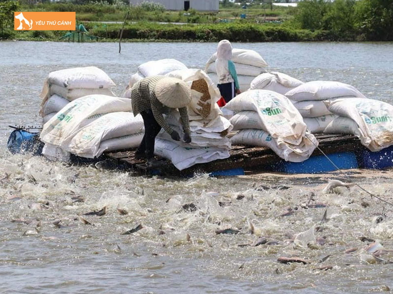 Cham-soc-ca-basa-thucanh