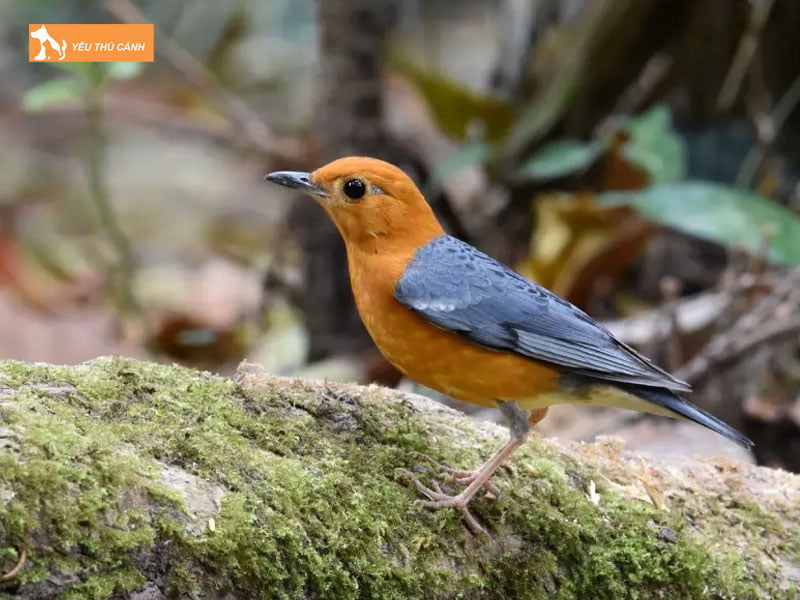 Cham-soc-chim-hoet-lua-thucanh