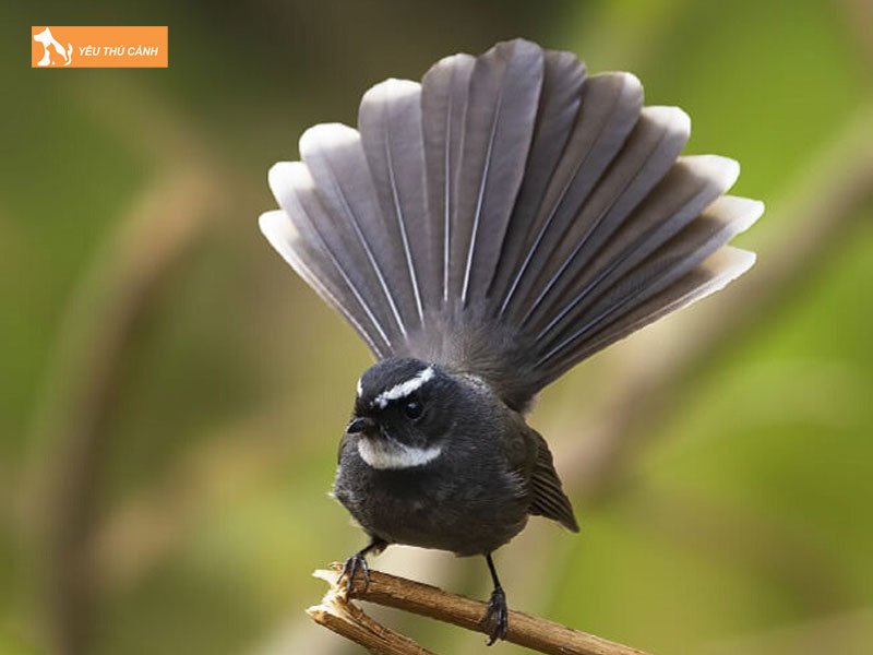 Cham-soc-chim-re-quat-thucanh