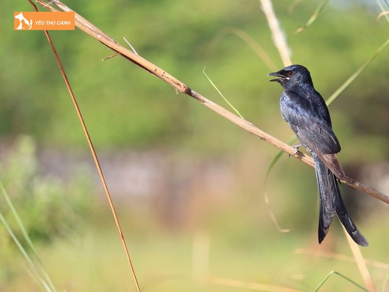 Cham-soc-chim-thucanh