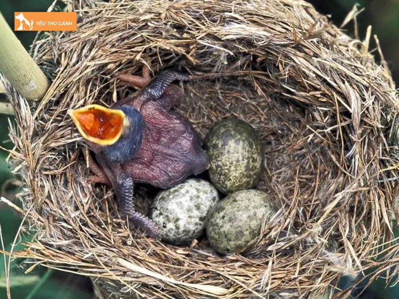 Cham-soc-cho-chim-tu-hu-thucanh