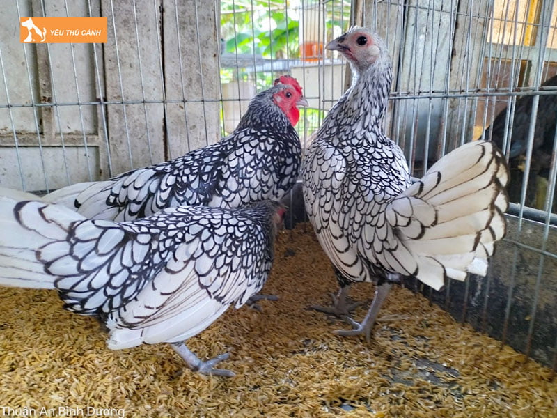 Cham-soc-ga-vay-ca-thucanh