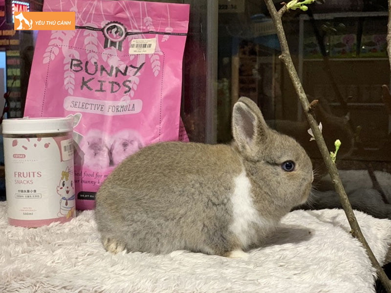 Cham-soc-suc-khoe-cho-tho-thucanh