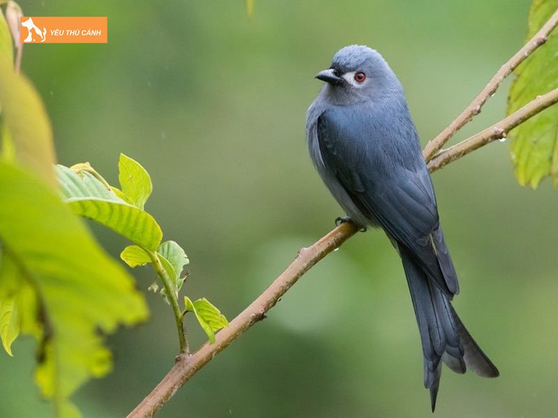 Chim-cheo-beo-la-chim-gi-thucanh