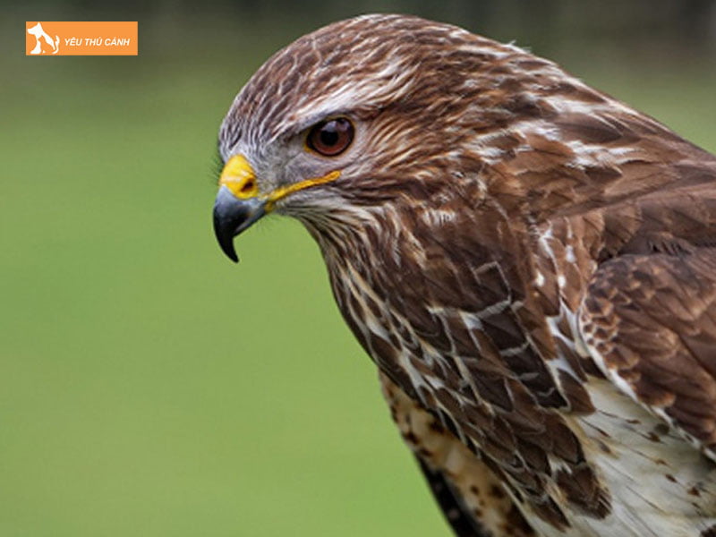 Chim-dieu-hau-la-chim-gi-thucanh