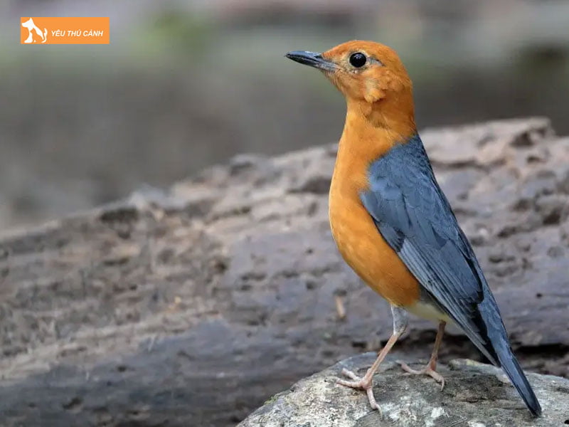 Chim-hoet-lua-la-chim-gi-thucanh