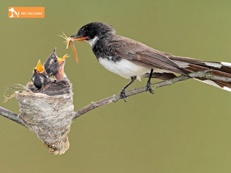 Chim-re-quat-an-gi-thucanh