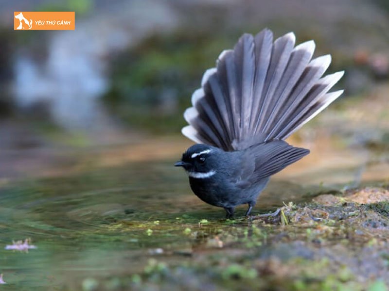 Chim-re-quat-la-chim-gi-thucanh