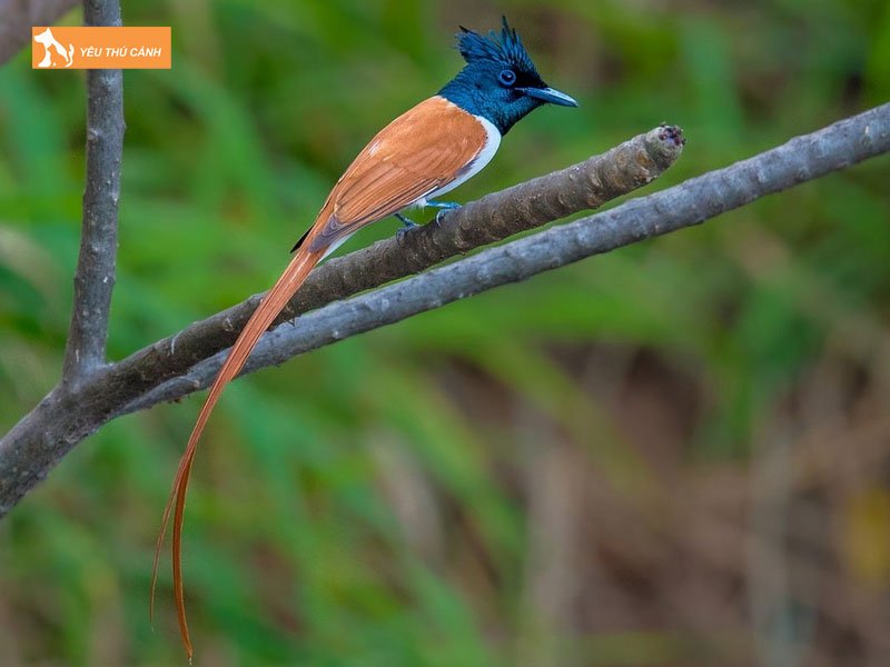 Chim-thien-duong-duoi-phuon-thucanh