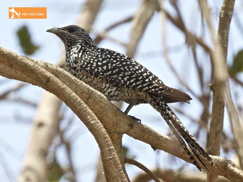 Chim-tu-hu-an-gi-thucanh