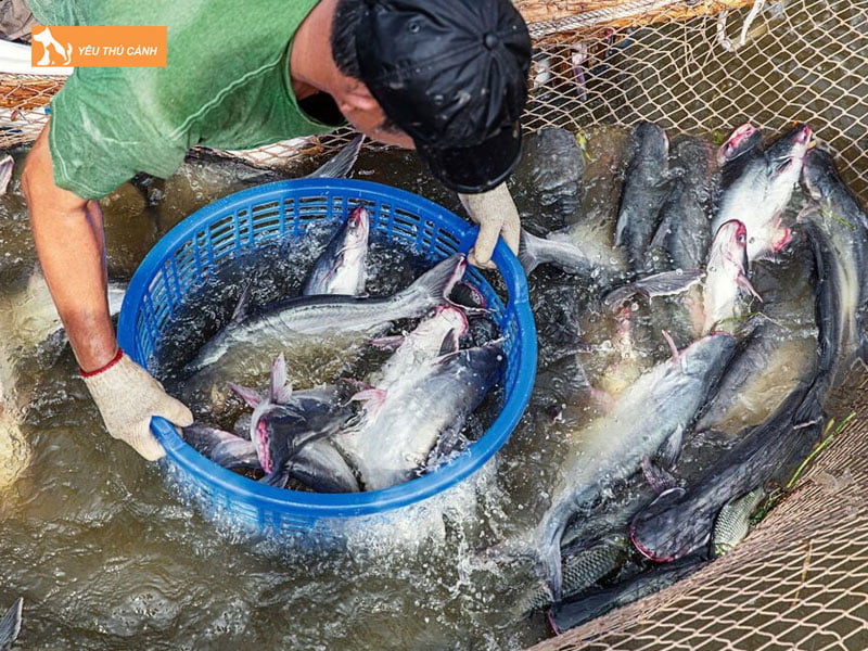 Chon-giong-ca-nuoi-thucanh