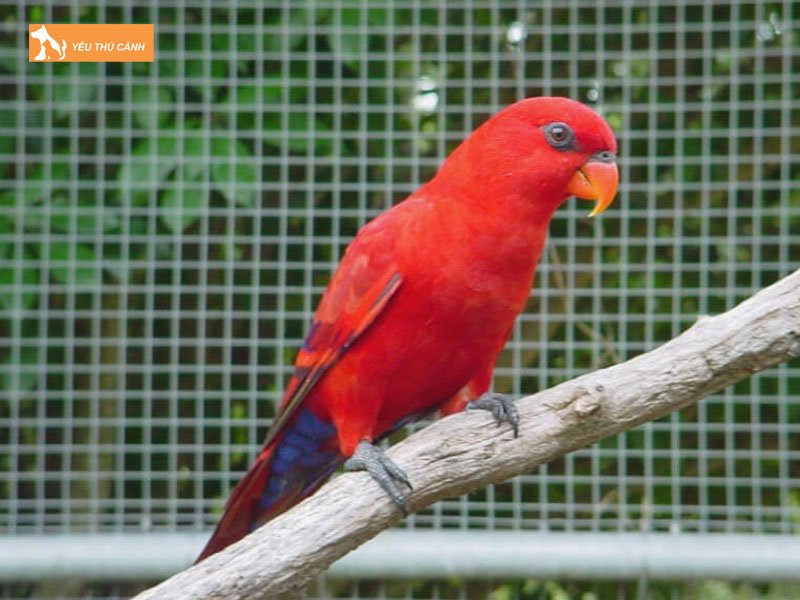 Chon-long-nuoi-vet-lory-thucanh