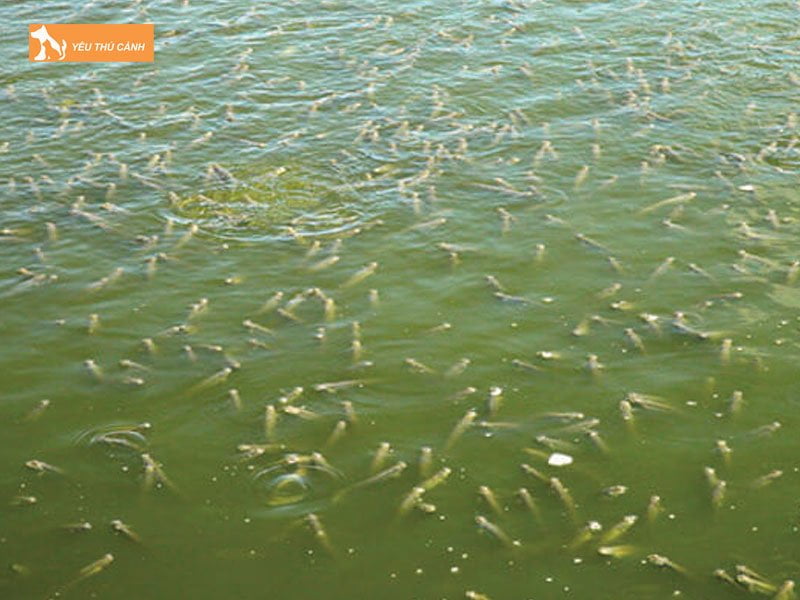 Chuan-bi-ao-nuoi-thucanh