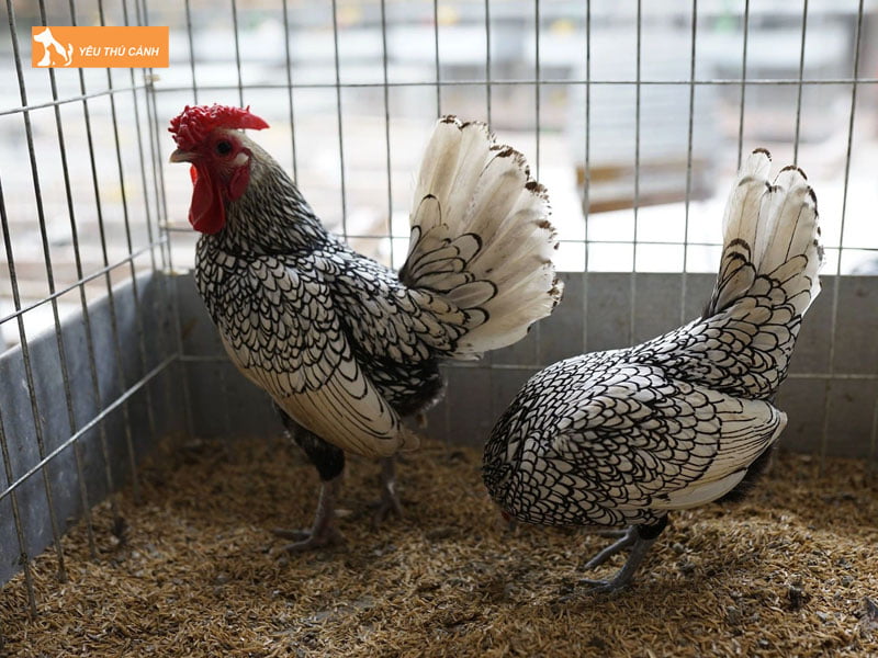 Chuan-bi-chuong-nuoi-ga-thucanh