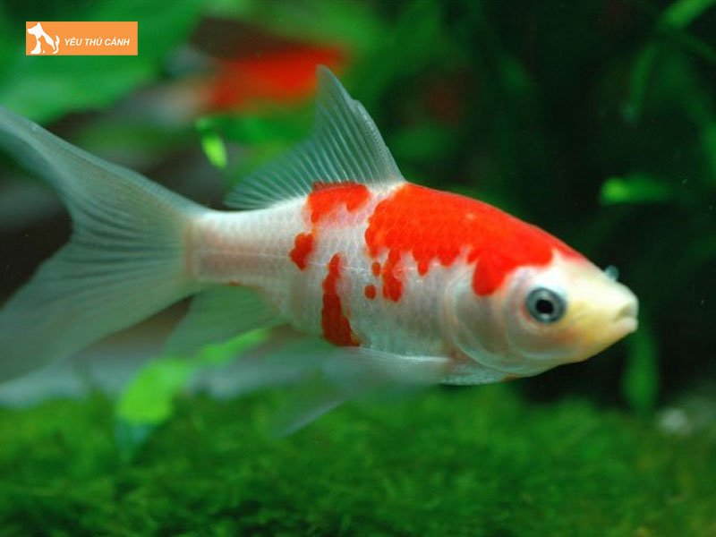 Chuan-bi-ho-nuoi-ca-thucanh