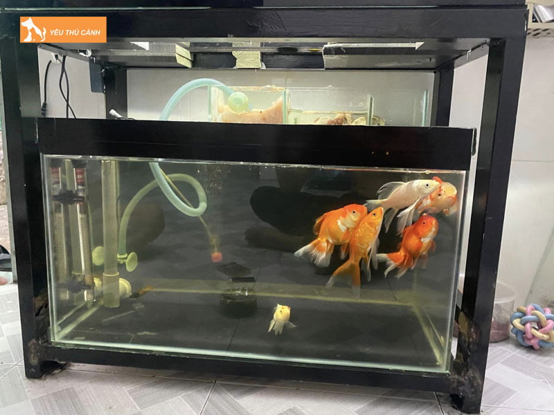 Chuan-bi-ho-nuoi-thucanh