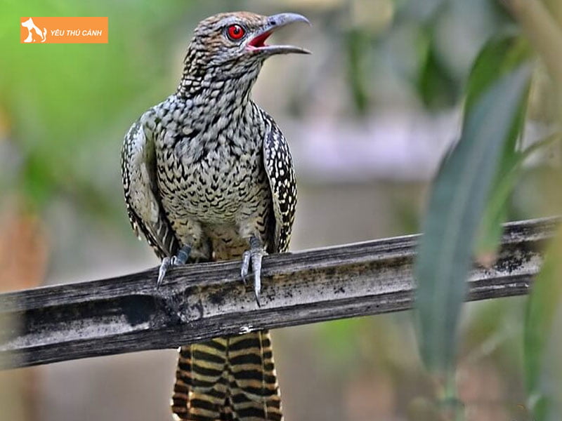 Chuan-bi-long-thucanh