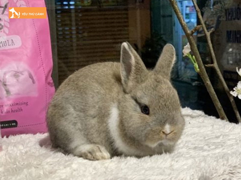 Dac-diem-chung-cua-tho-lun-ha-lan-thucanh