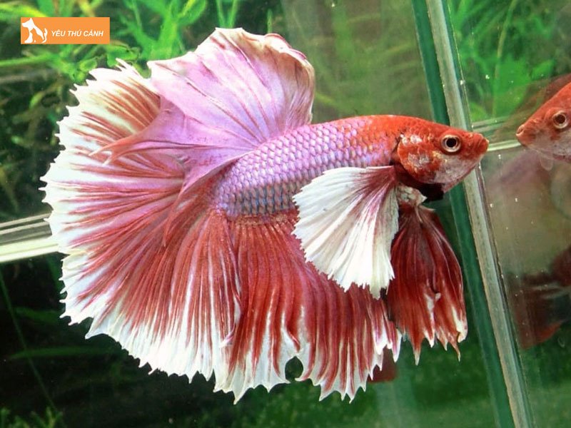 Dac-diem-cua-ca-betta-halfmoon-thucanh