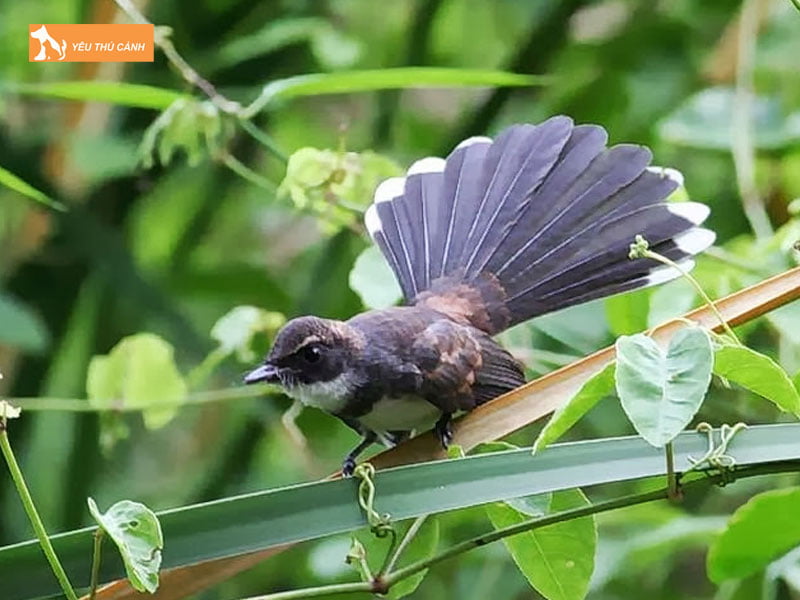 Dac-diem-ngoai-hinh-cua-chim-re-quat-thucanh