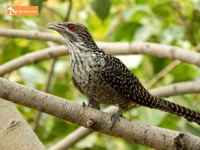 Dac-diem-ngoai-hinh-thucanh