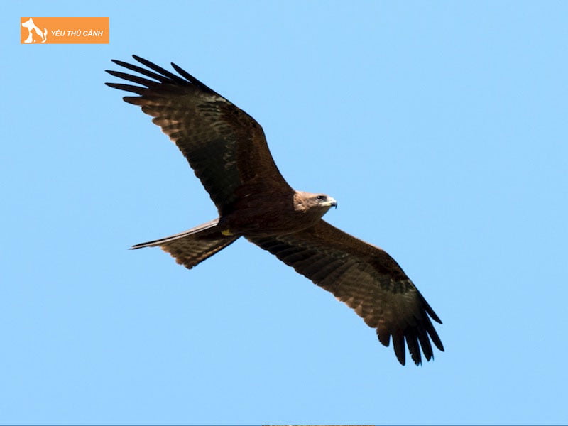 Dieu-hau-den-thucanh