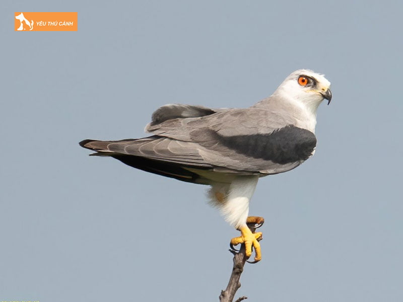 Dieu-hau-trang-uc-thucanh