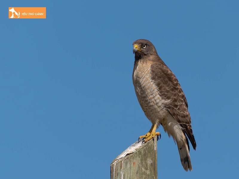 Dieu-hau-viet-nam-thucanh