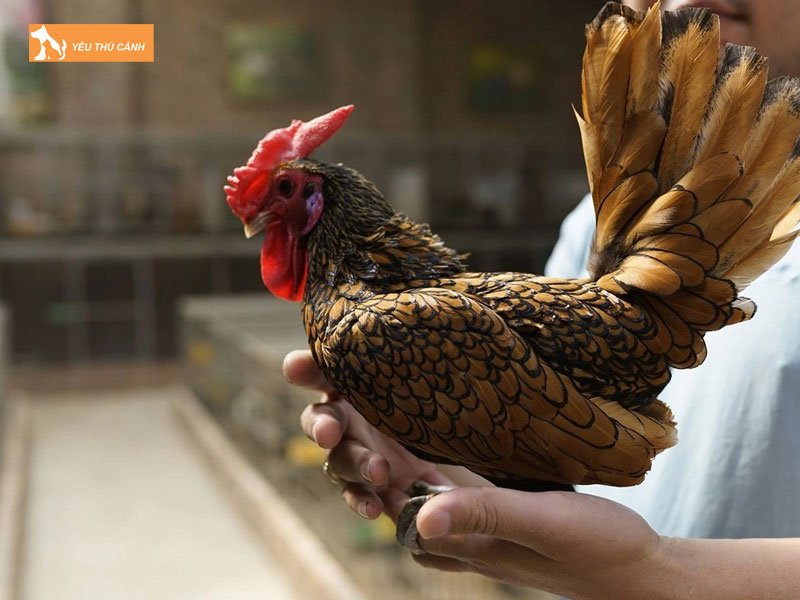 Dinh-duong-cho-ga-thucanh