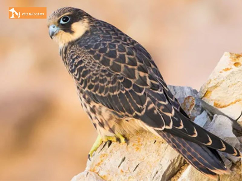 Doi-net-ve-chim-cat-thucanh