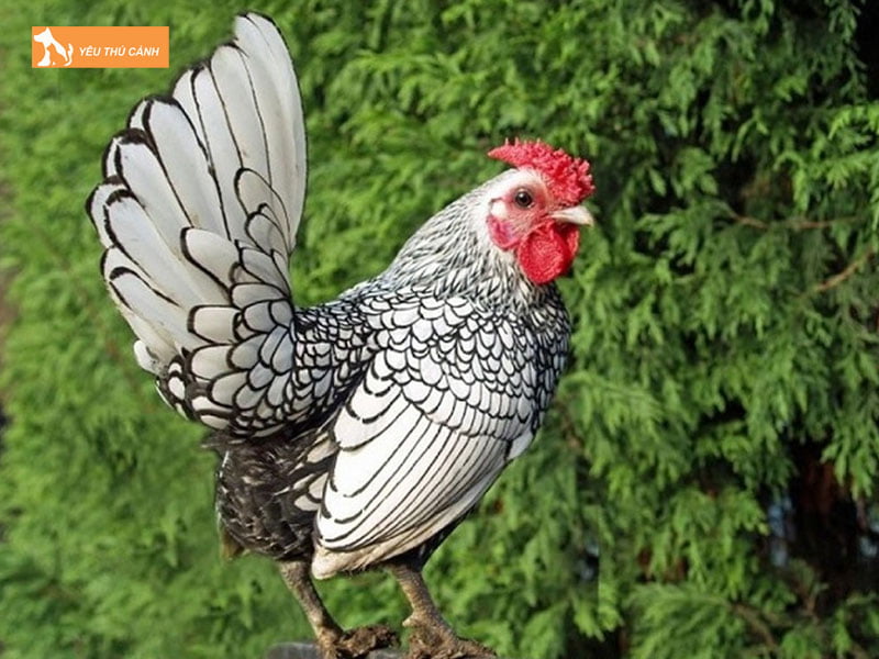 Ga-vay-ca-la-ga-gi-thucanh