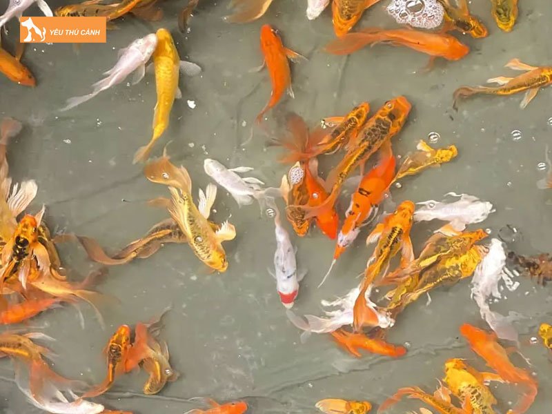 Gioi-thieu-chung-ve-ca-chep-duoi-phung-thucanh