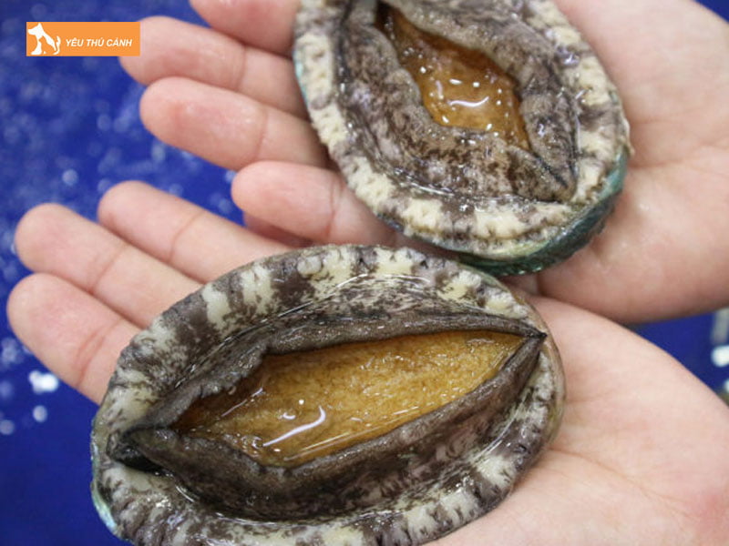 Gioi-thieu-ve-bao-ngu-thucanh