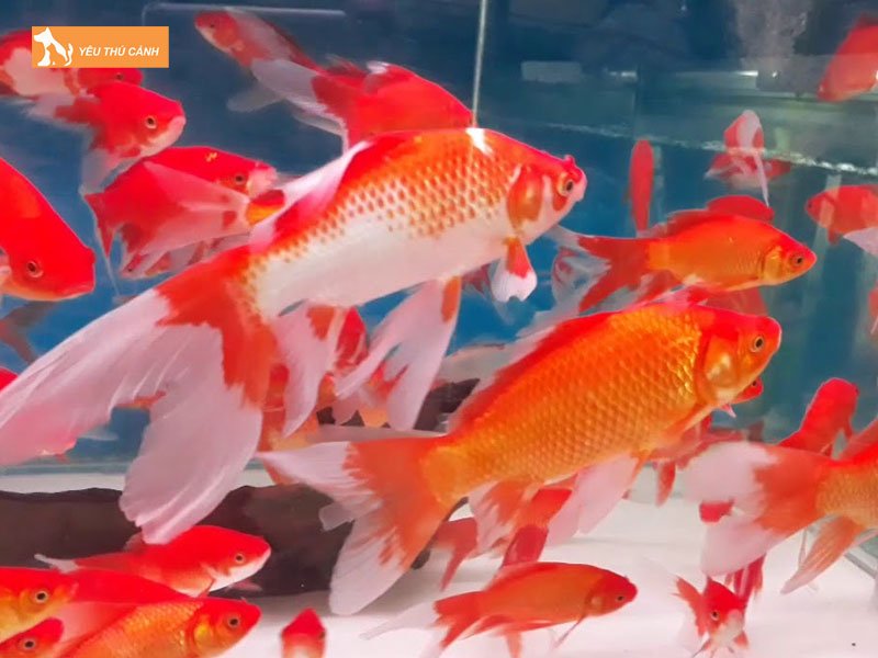 Gioi-thieu-ve-ca-chep-nam-duong-thucanh