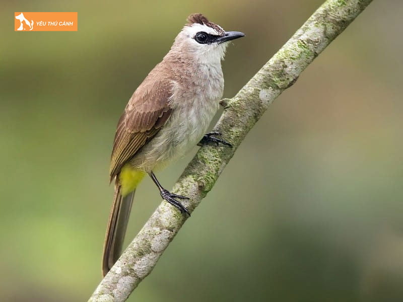 Gioi-thieu-ve-chim-hoanh-hoach-thucanh