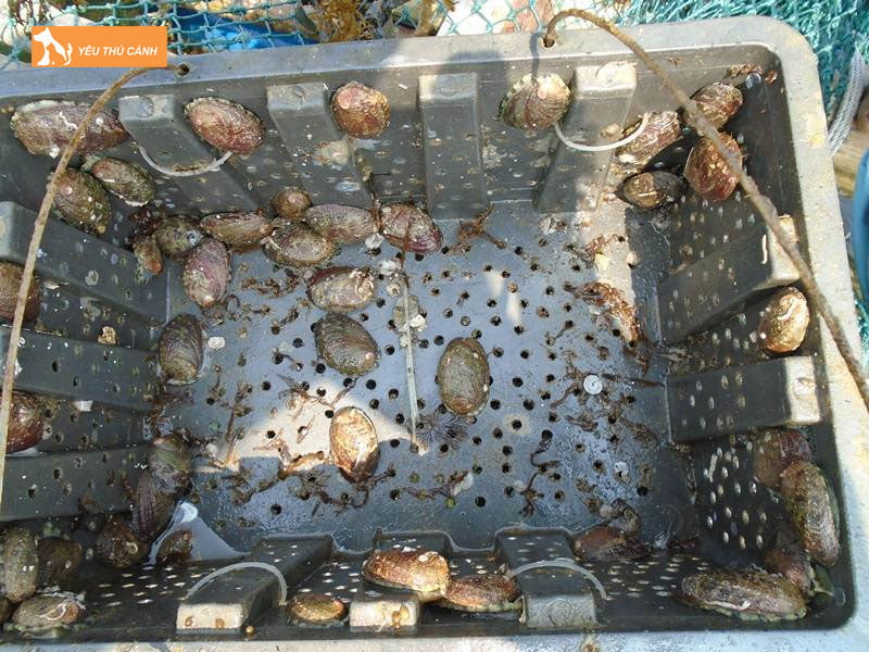 Hinh-thuc-nuoi-bao-ngu-thucanh