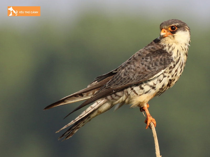 Khong-gian-nuoi-chim-cat-thucanh