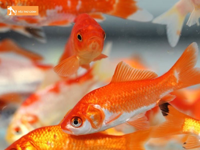 Kiem-tra-chat-luong-nuoc-thucanh