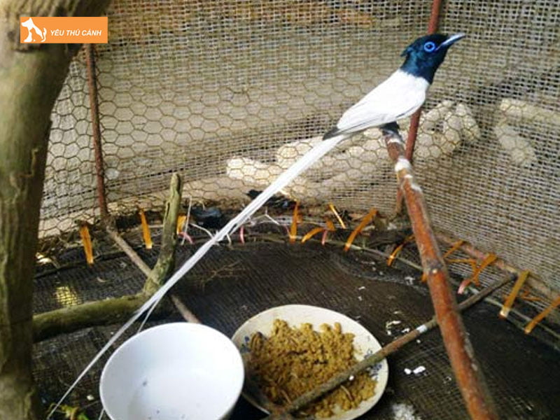 Long-nuoi-chim-thucanh