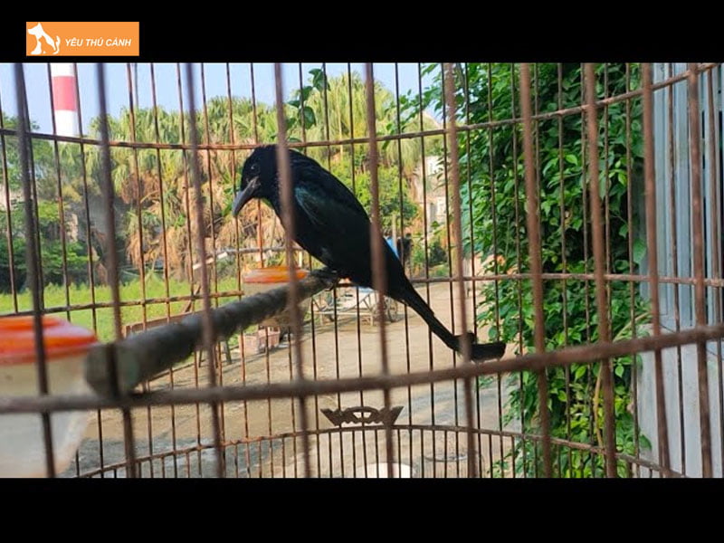 Long-nuoi-chim-thucanh