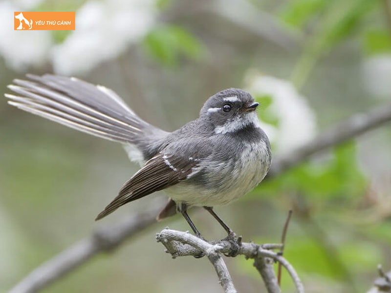 Long-nuoi-chim-thucanh