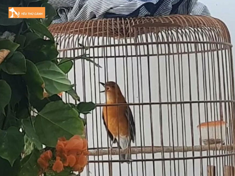 Long-nuoi-chim-thucanh