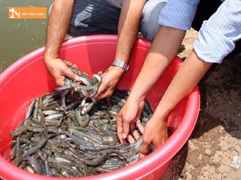 Lua-chon-ca-giong-thucanh