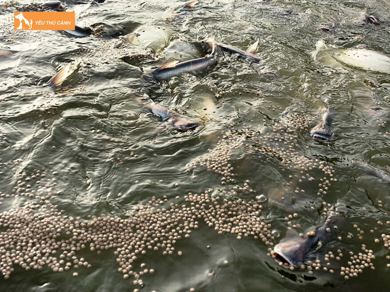 Lua-chon-thuc-an-thucanh