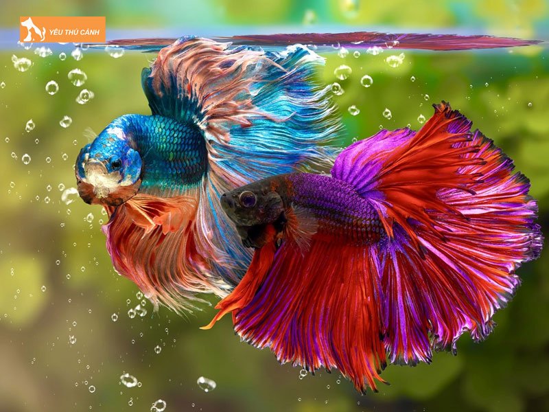 Nen-nuoi-ca-betta-halfmoon-voi-loai-ca-nao-thucanh