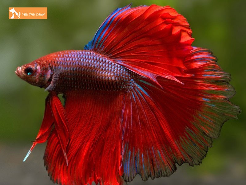 Nguon-goc-ca-betta-halfmoon-thucanh