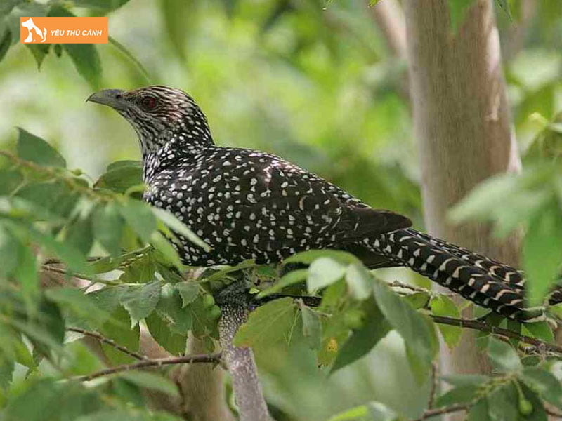 Nguon-goc-chim-tu-hu-thucanh