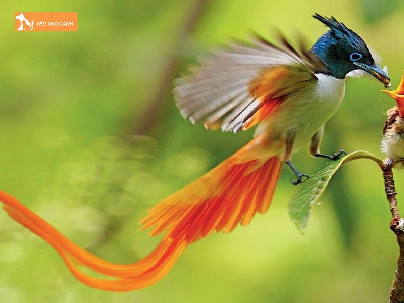 Nguon-goc-cua-chim-thien-duong-thucanh